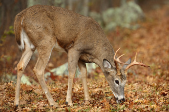Картинка животные олени олень