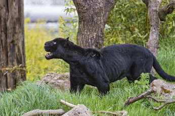 Картинка животные пантеры ягуар чёрный кошка трава