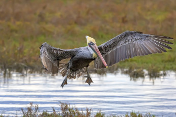 Картинка животные пеликаны пеликан