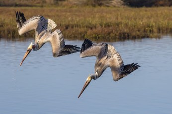 Картинка животные пеликаны рыбалка