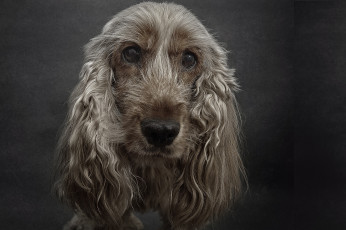 Картинка животные собаки пес