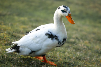 Картинка животные утки утка