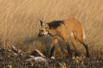 Картинка животные волки +койоты +шакалы волк степной