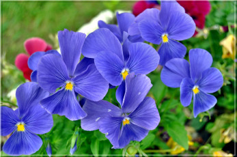 обоя цветы, анютины глазки , садовые фиалки, анютины, глазки