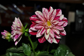 Картинка цветы георгины рябые