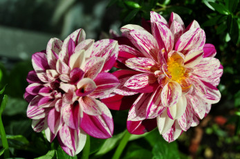 Картинка цветы георгины рябые