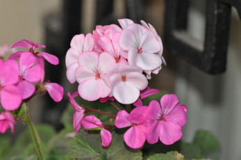 Картинка цветы герань розовая