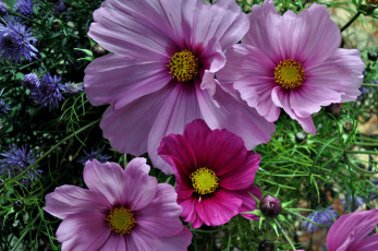 Картинка цветы космея розовые