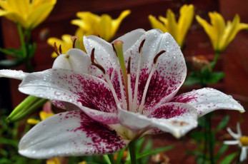 Картинка цветы лилии +лилейники лилия