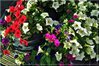 Картинка цветы петунии +калибрахоа клумба