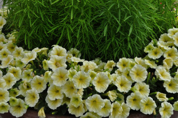 Картинка цветы петунии +калибрахоа жёлтая петуния