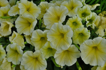 Картинка цветы петунии +калибрахоа жёлтая петуния