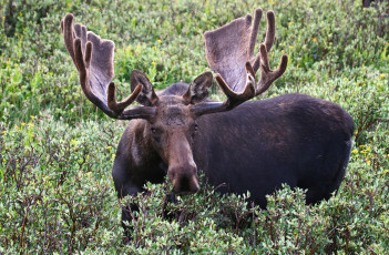 Картинка животные лоси сохатый