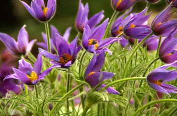 Картинка цветы анемоны +сон-трава лиловый