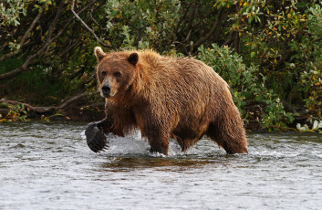Картинка животные медведи косолапый