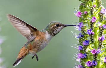 Картинка животные колибри цветок дерево птичка
