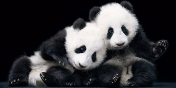 Картинка животные панды медведи панда