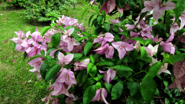 Картинка цветы бугенвиллея куст