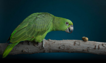 Картинка животные попугаи попугай