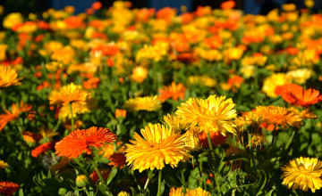 Картинка цветы календула оранжевые луг