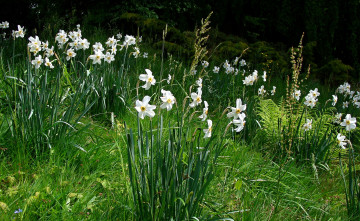 Картинка цветы нарциссы луг
