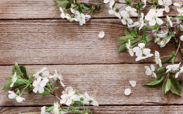 Картинка цветы цветущие+деревья+ +кустарники лепестки весна