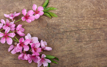 Картинка цветы цветущие+деревья+ +кустарники весна лепестки