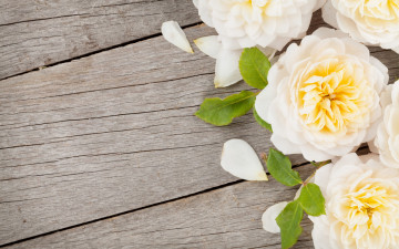 Картинка цветы розы лепестки весна доски