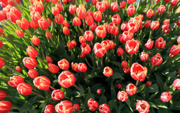 Картинка цветы тюльпаны бутоны розовые много