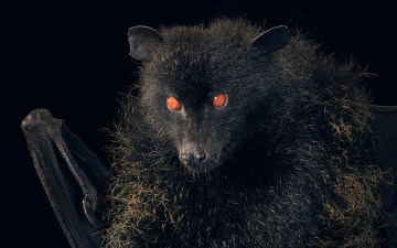 Картинка животные летучие+мыши летучая мышь животное