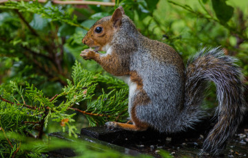 Картинка животные белки белка