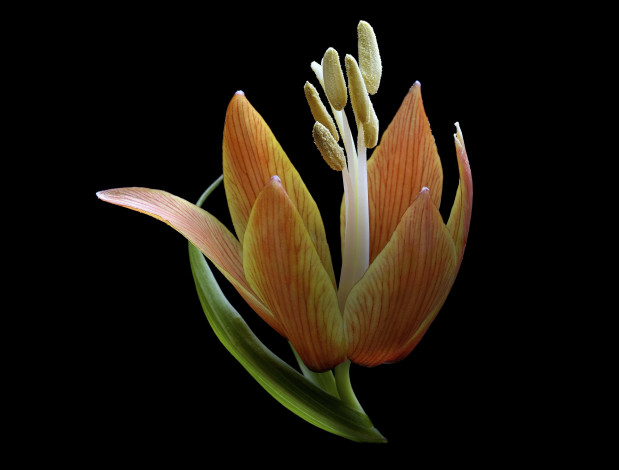 Обои картинки фото цветы, лилии,  лилейники, макро, цветок, фон, чёрный