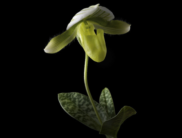 Обои картинки фото цветы, орхидеи, чёрный, орхидея, макро, цветок, фон