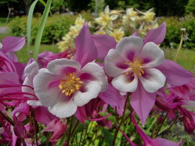 Обои картинки фото цветы, аквилегия , водосбор, розовые