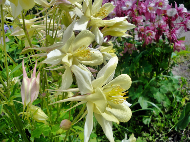 Обои картинки фото цветы, аквилегия , водосбор, желтые