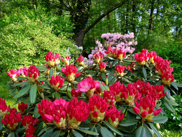 Обои картинки фото цветы, разные вместе, красные, клумба, куст