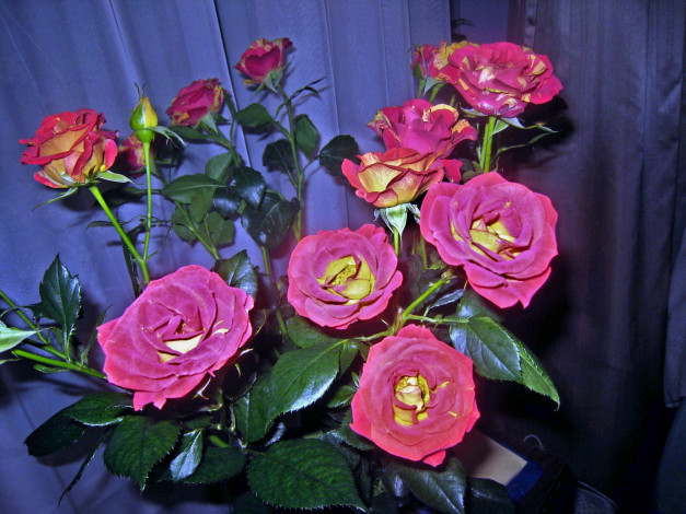 Обои картинки фото цветы, розы, букет, розовые