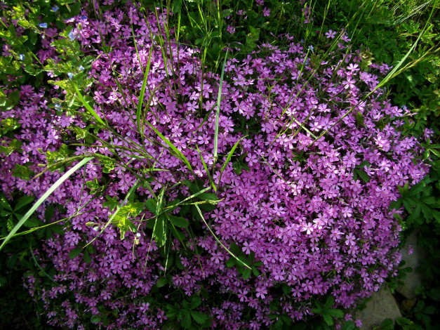 Обои картинки фото цветы, трава, сиреневые, куст