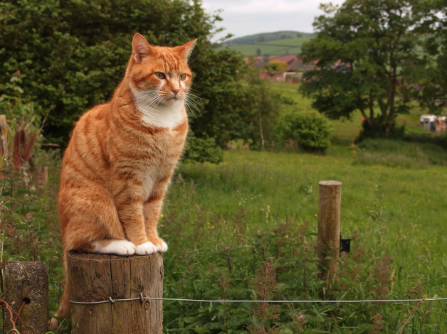 Обои картинки фото животные, коты, котяра