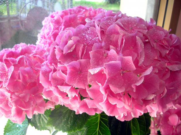 Обои картинки фото цветы, гортензия, розовый