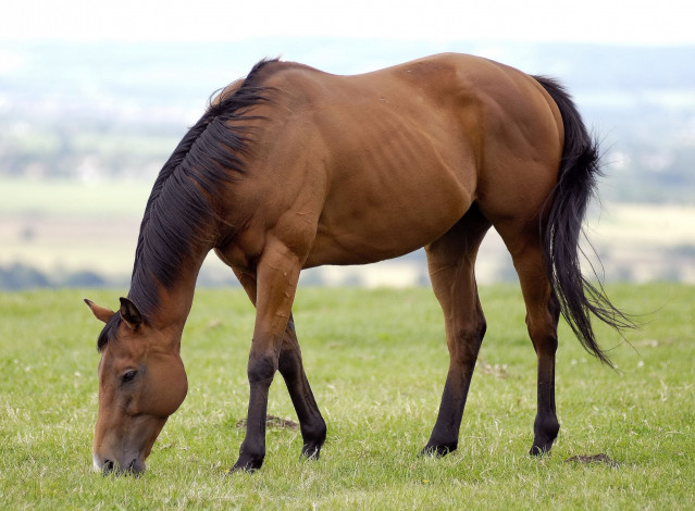 Обои картинки фото животные, лошади, лошадка