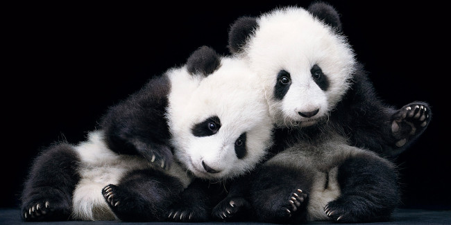 Обои картинки фото животные, панды, медведи, панда