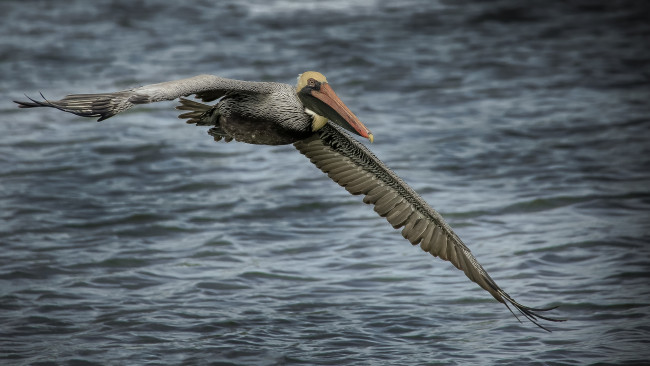 Обои картинки фото животные, пеликаны, пеликан