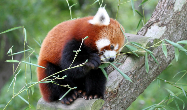 Обои картинки фото животные, панды, панда