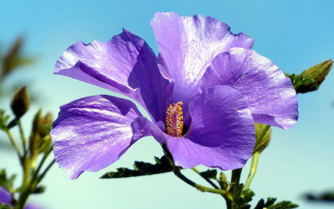 Обои картинки фото цветы, гибискусы, макро