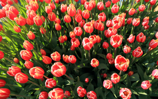 Обои картинки фото цветы, тюльпаны, бутоны, розовые, много