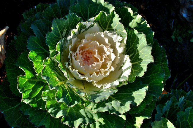 Обои картинки фото цветы, декоративная капуста, листья, декоративная, капуста