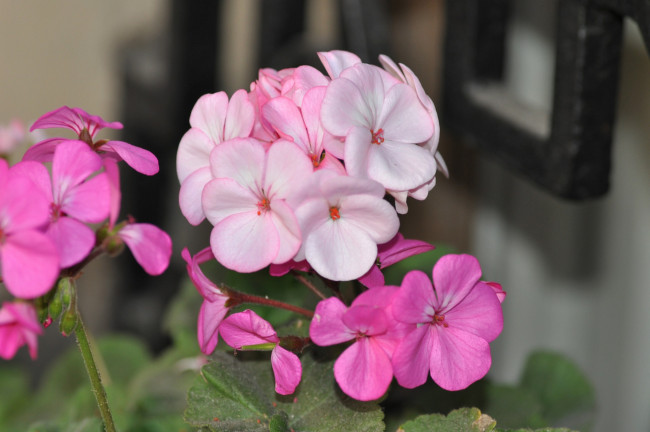 Обои картинки фото цветы, герань, розовая