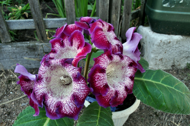 Обои картинки фото цветы, малиново-белые, рябые