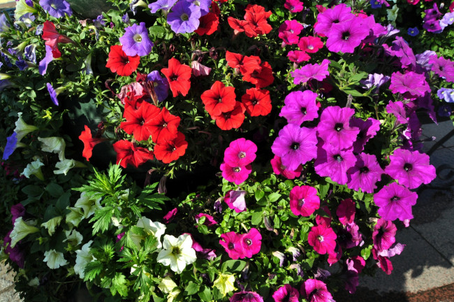 Обои картинки фото цветы, петунии,  калибрахоа, клумба